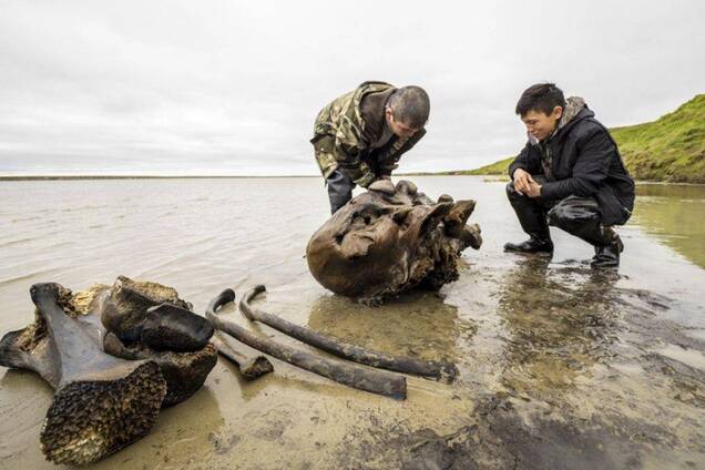 В одному з російських сіл знайшли останки дорослого мамонта