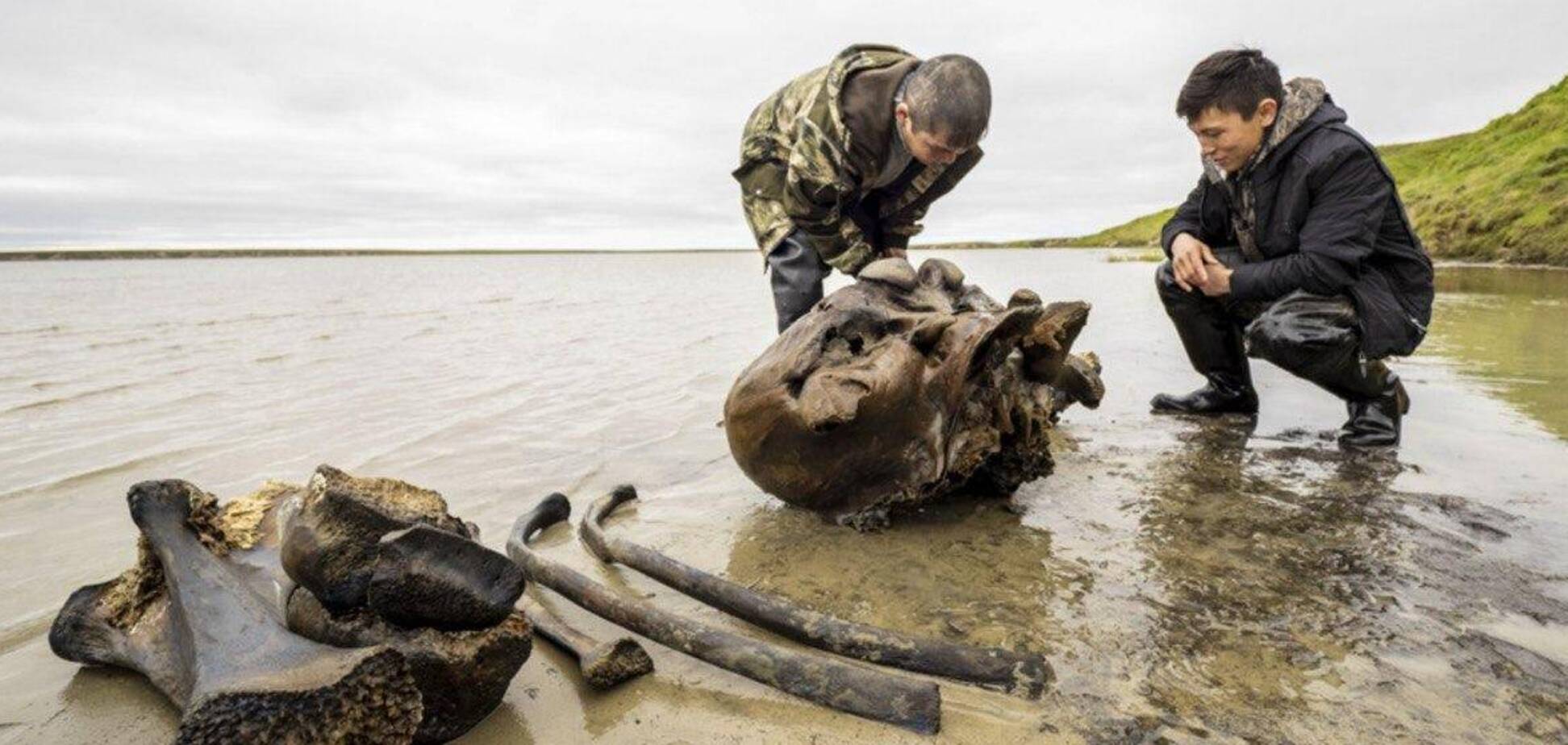 В одном из российских сел нашли останки взрослого мамонта