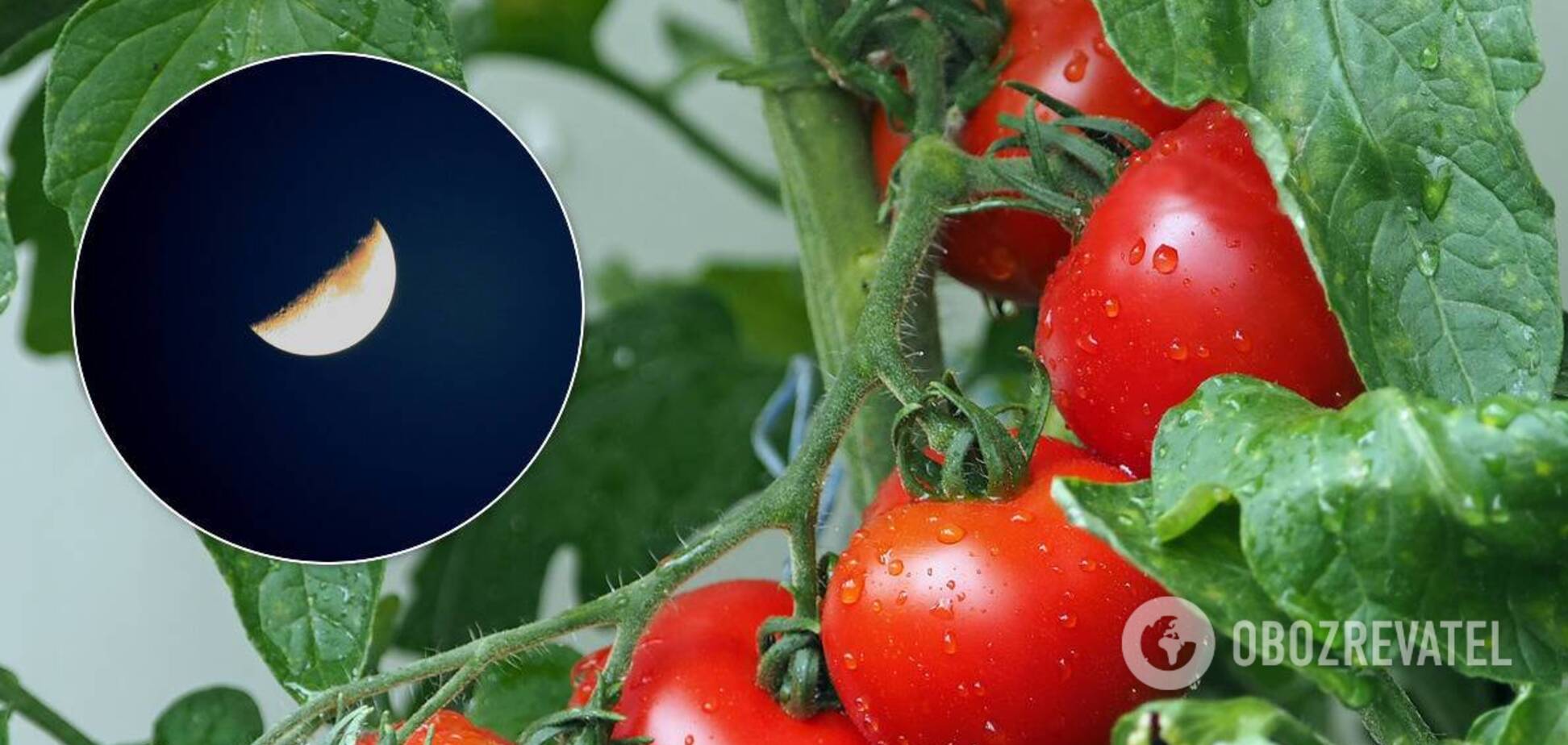 Лунный посевной календарь на август 2020 поможет распланировать работы в саду и огороде