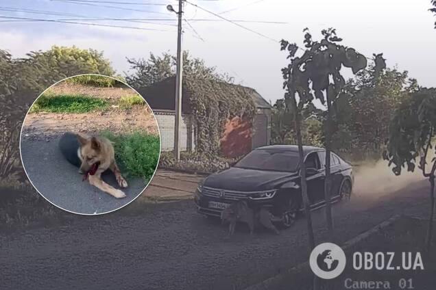 Водій знущався зі свого собаки, збиваючи його на авто