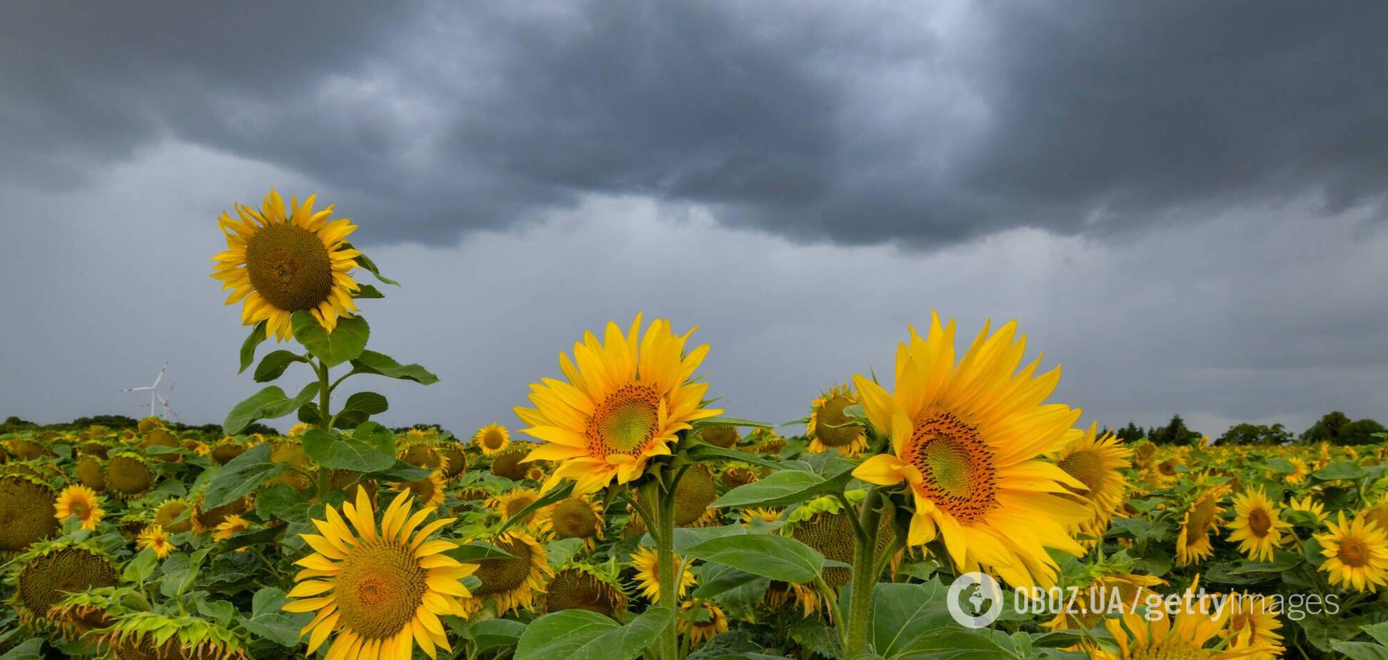 Середня місячна температура в серпні буде вищою, ніж зазвичай