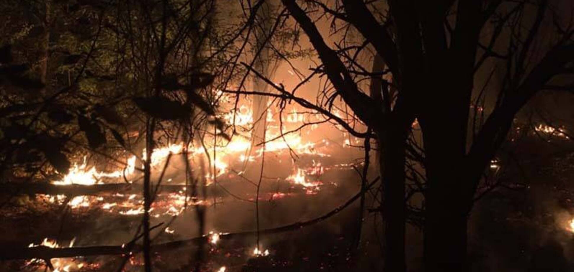 На Днепропетровщине огнеборцы спасли лес от крупного пожара. Фото