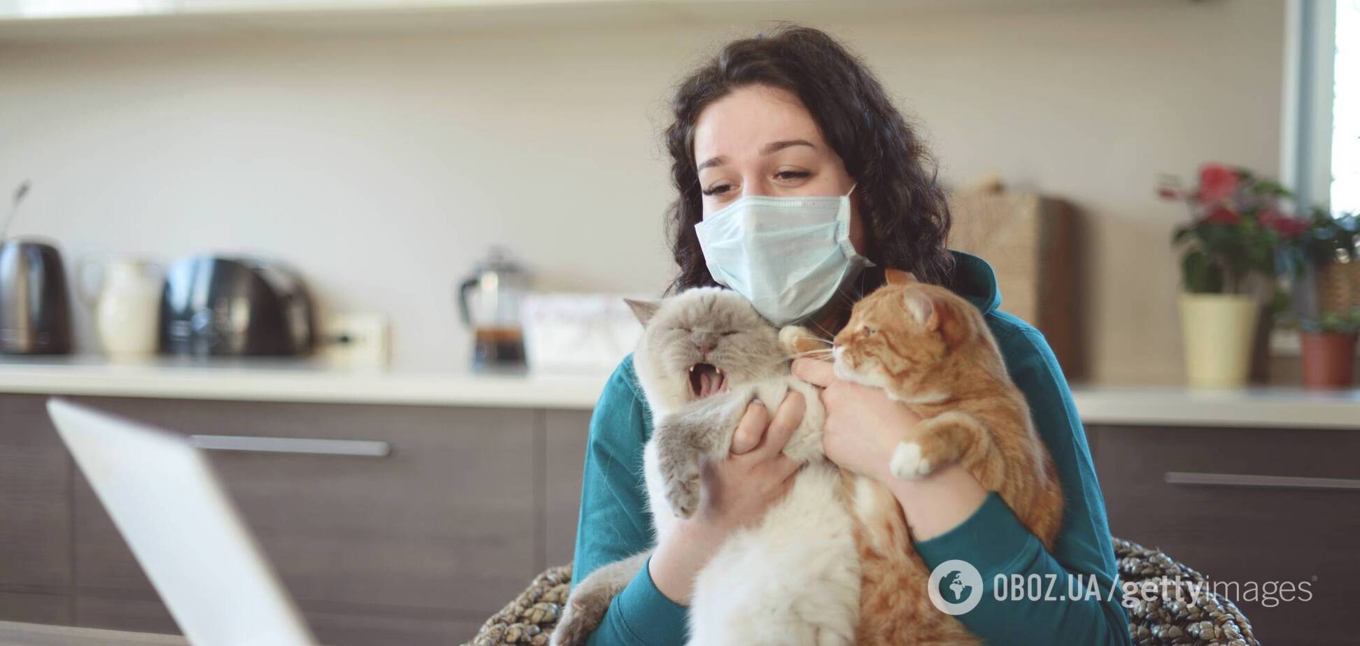 У Британії коронавірус підтвердили у домашньої кішки