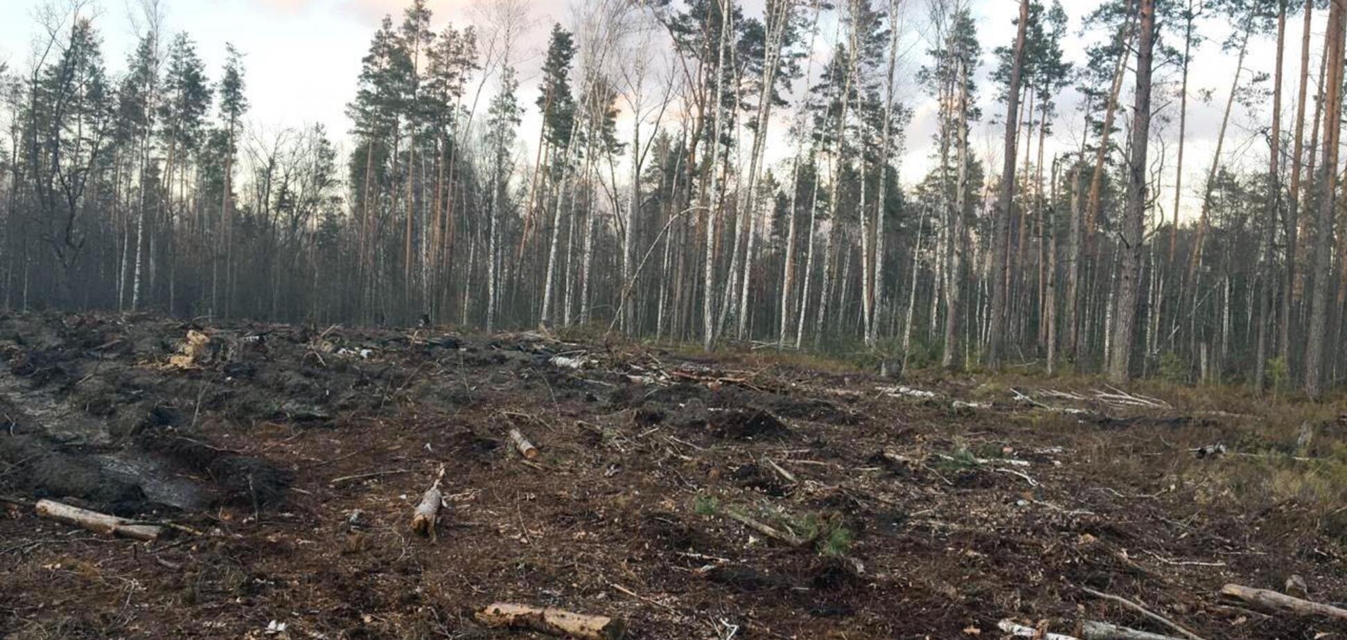 Вырубка леса в Украине
