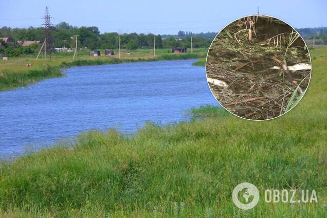 На Днепропетровщине произошел массовый мор рыбы: эксперты назвали причину