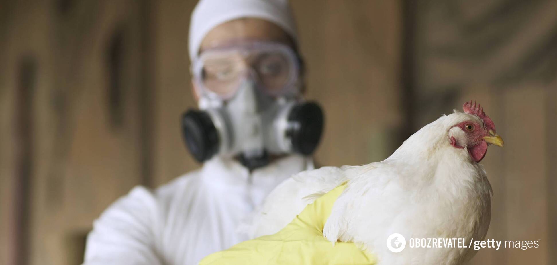 В Японии зафиксировали вспышку птичьего гриппа