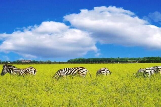 '7 чудес України': запрошує Асканія-Нова