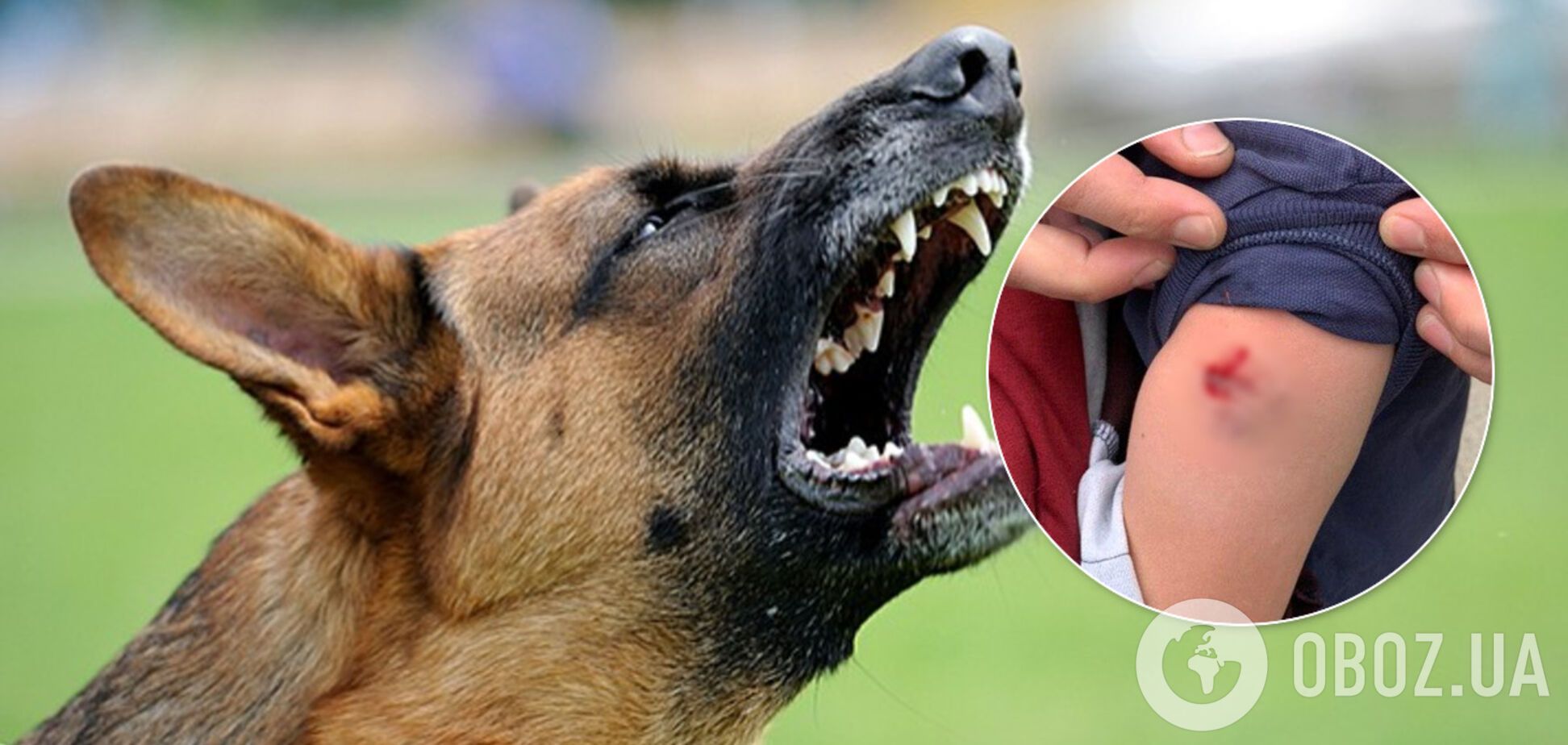 В Днепре агрессивные собаки нападают на горожан: хозяевам грозит серьезный штраф