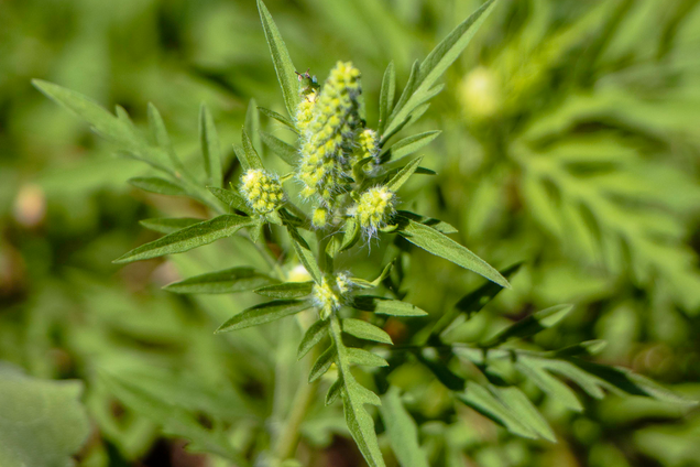 У Дніпрі протестували засіб для винищення амброзії: результат за 15 хвилин
