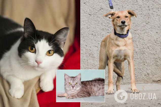 Как в Днепре взять животное с приюта и что для этого нужно