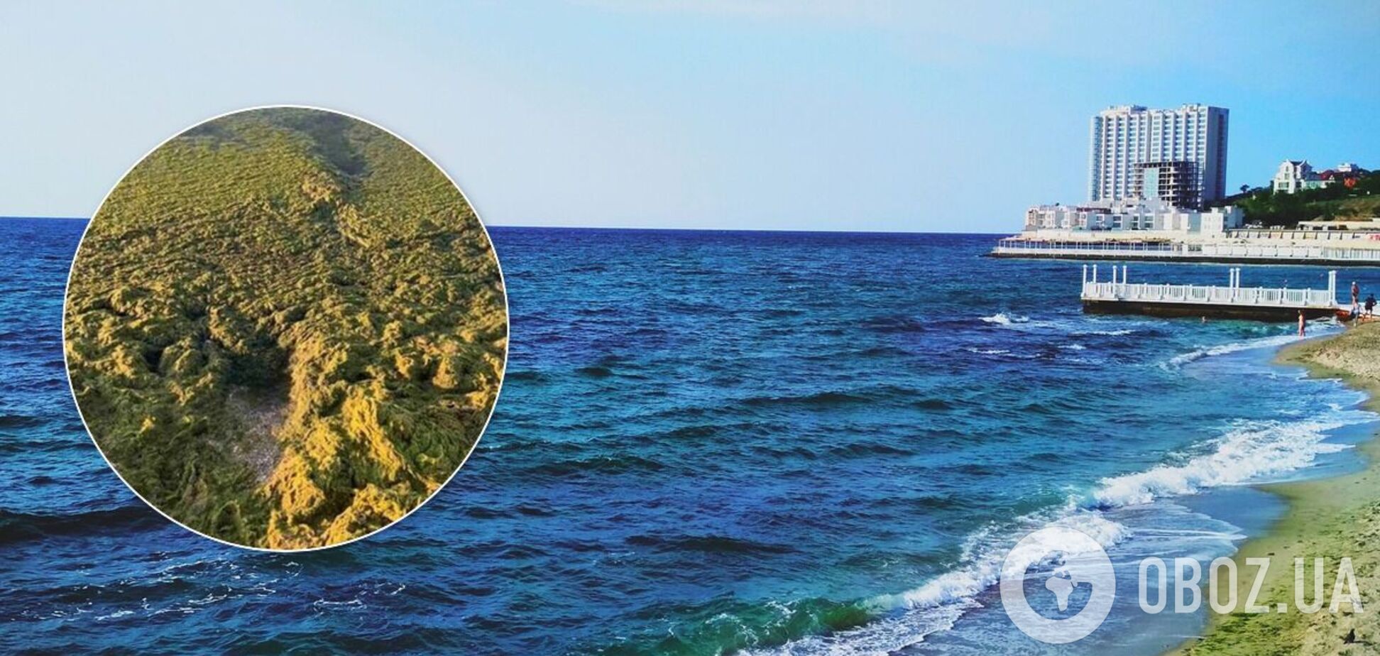 В Одессе 'позеленело' море: как выглядит
