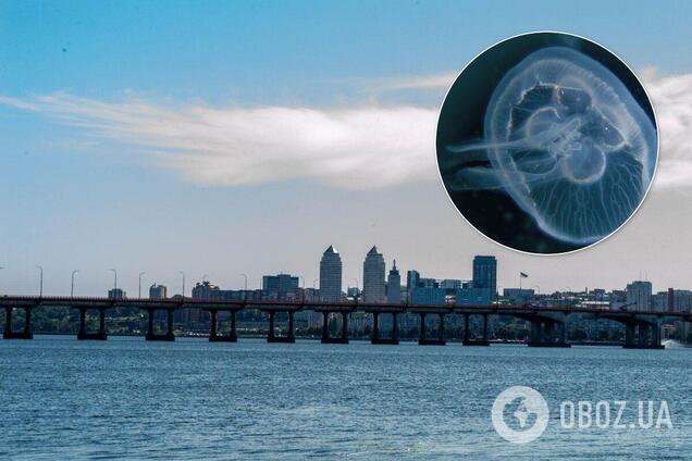 Днепр заполонили медузы: эксперт объяснил аномалию. Фото