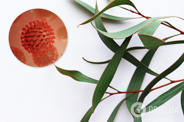 Публике представили убивающее COVID-19 ожерелье из эвкалипта