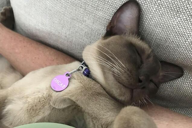 Кот Оскар, який вижив у пральній машинці