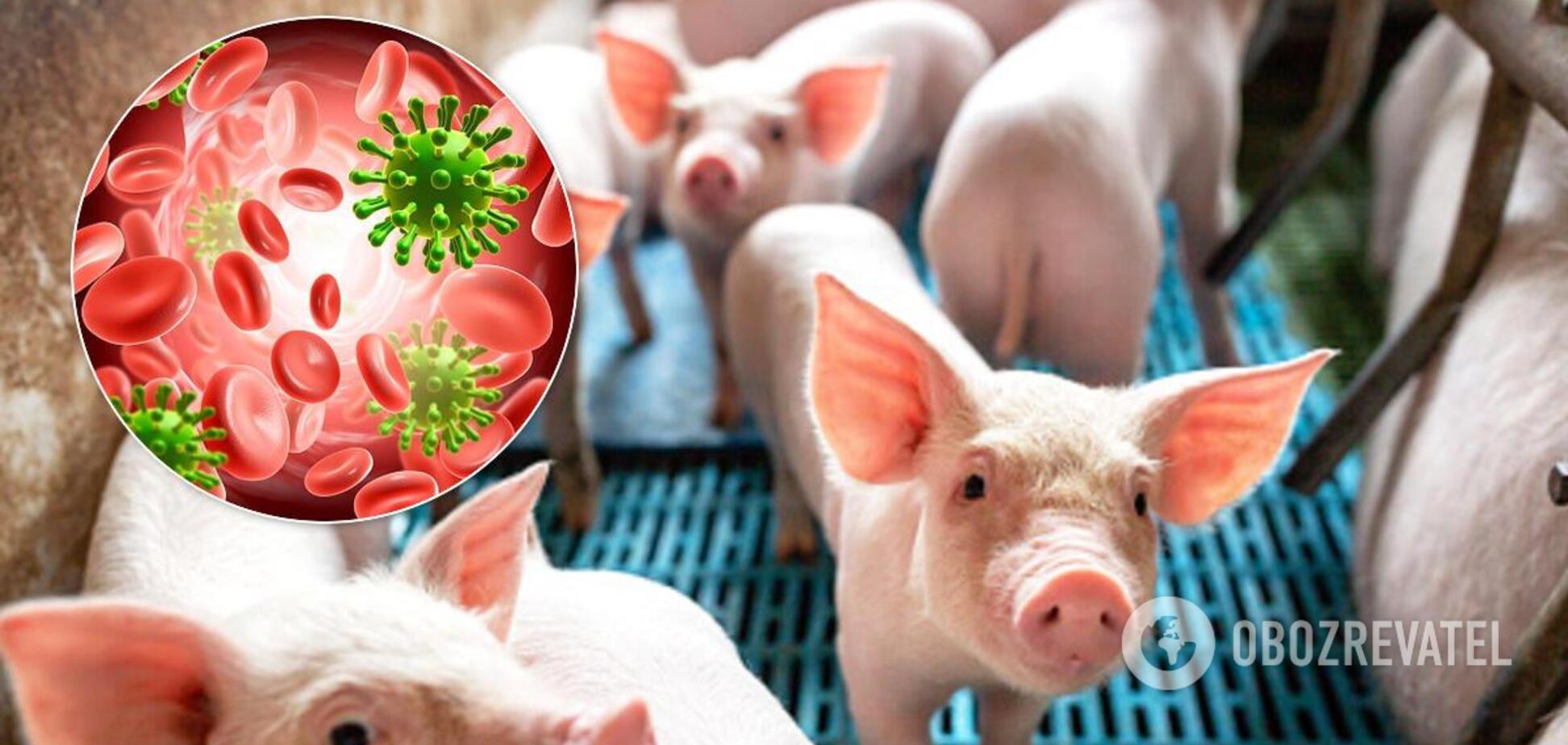 Свиной грипп в Китае