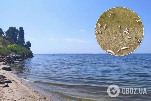 На Днепропетровщине массовый мор рыбы: чиновники объяснили ЧП. Фото