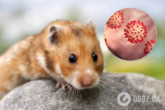 Хомяков можуть використовувати для вивчення передачі COVID-19 у літаках