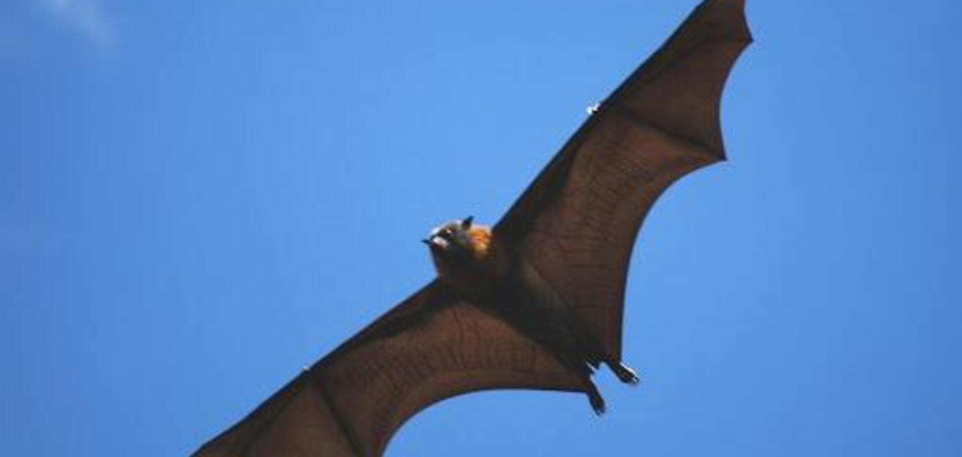 Летучая мышь обитает на Филиппинском архипелаге