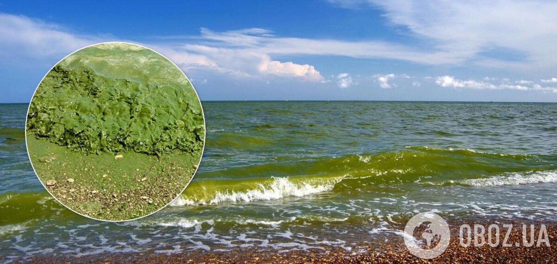 Цветение воды в Черном море показали из космоса