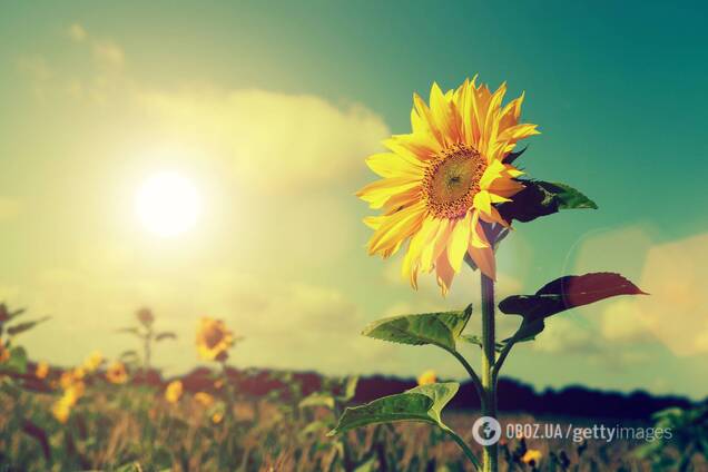 На выходных в Украине будет преимущественно комфортная летняя погода
