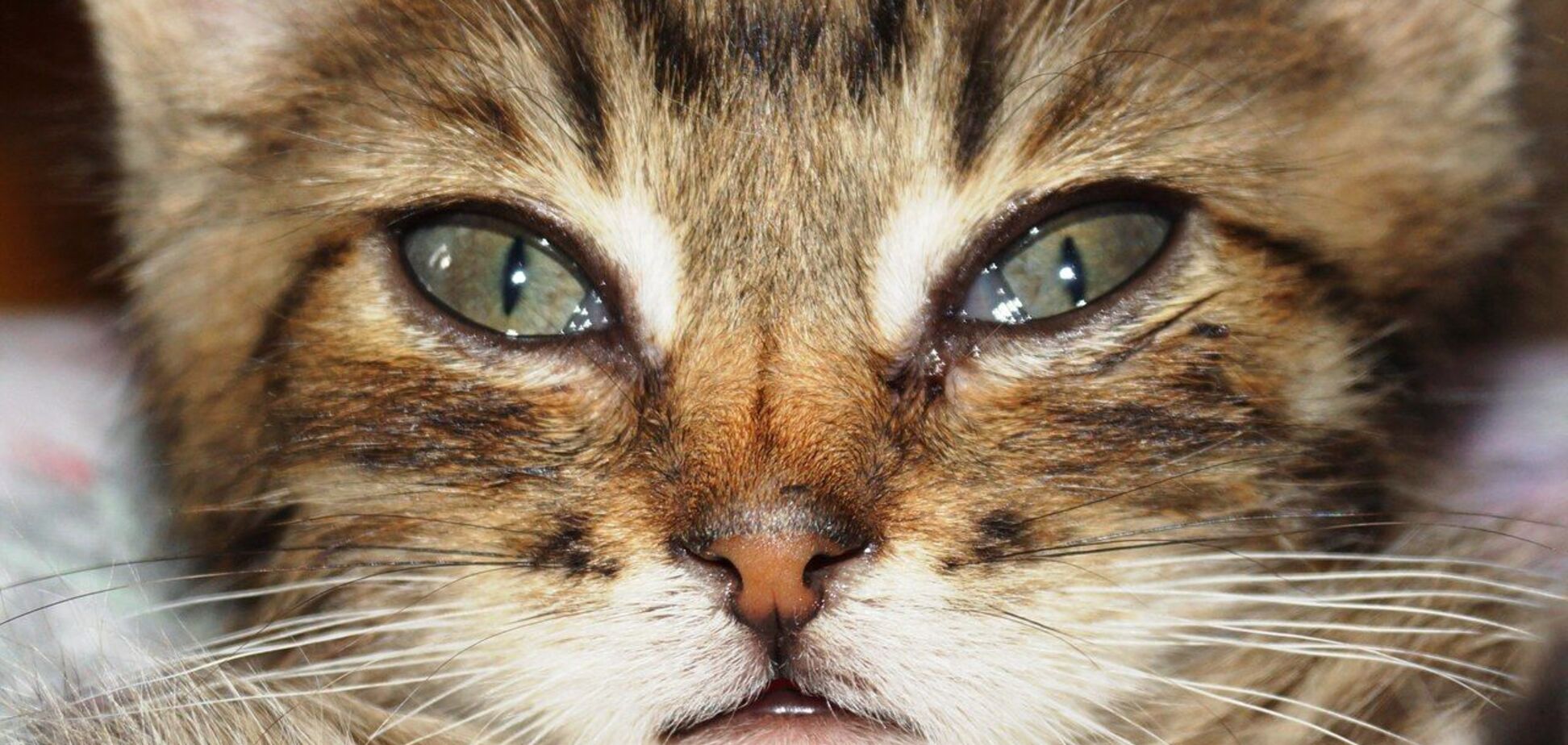 В Днепре дети избивали и душили котенка