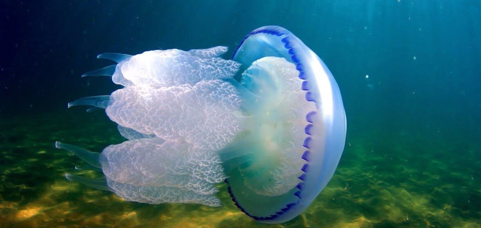 Медузы заполонили море в Приморске (фото: Фокус)