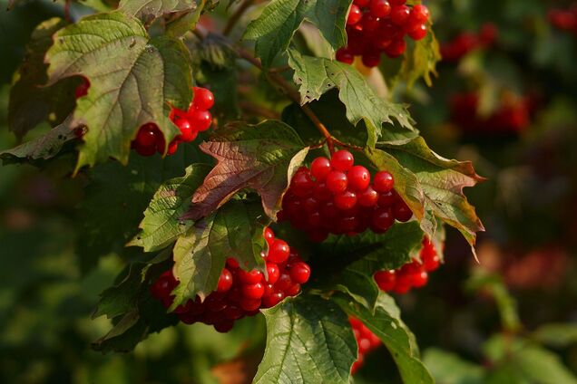 Что отмечают в Украине 11 августа 