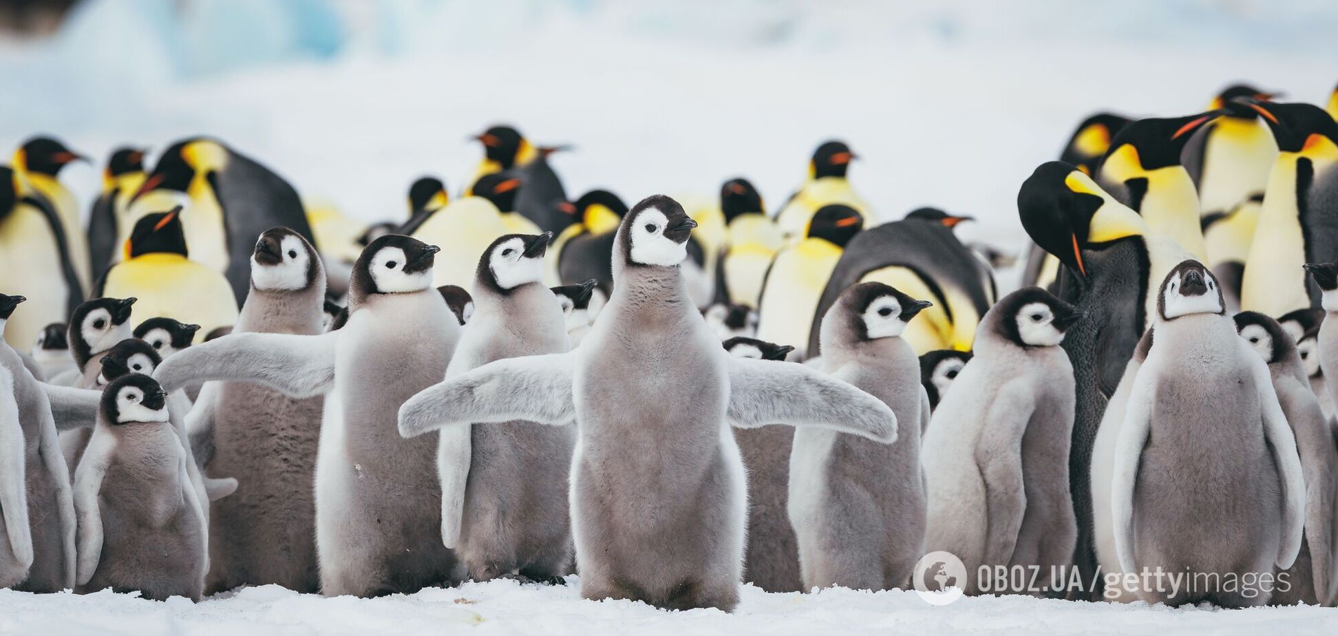 Пингвины в Антарктиде оказались на грани исчезновения