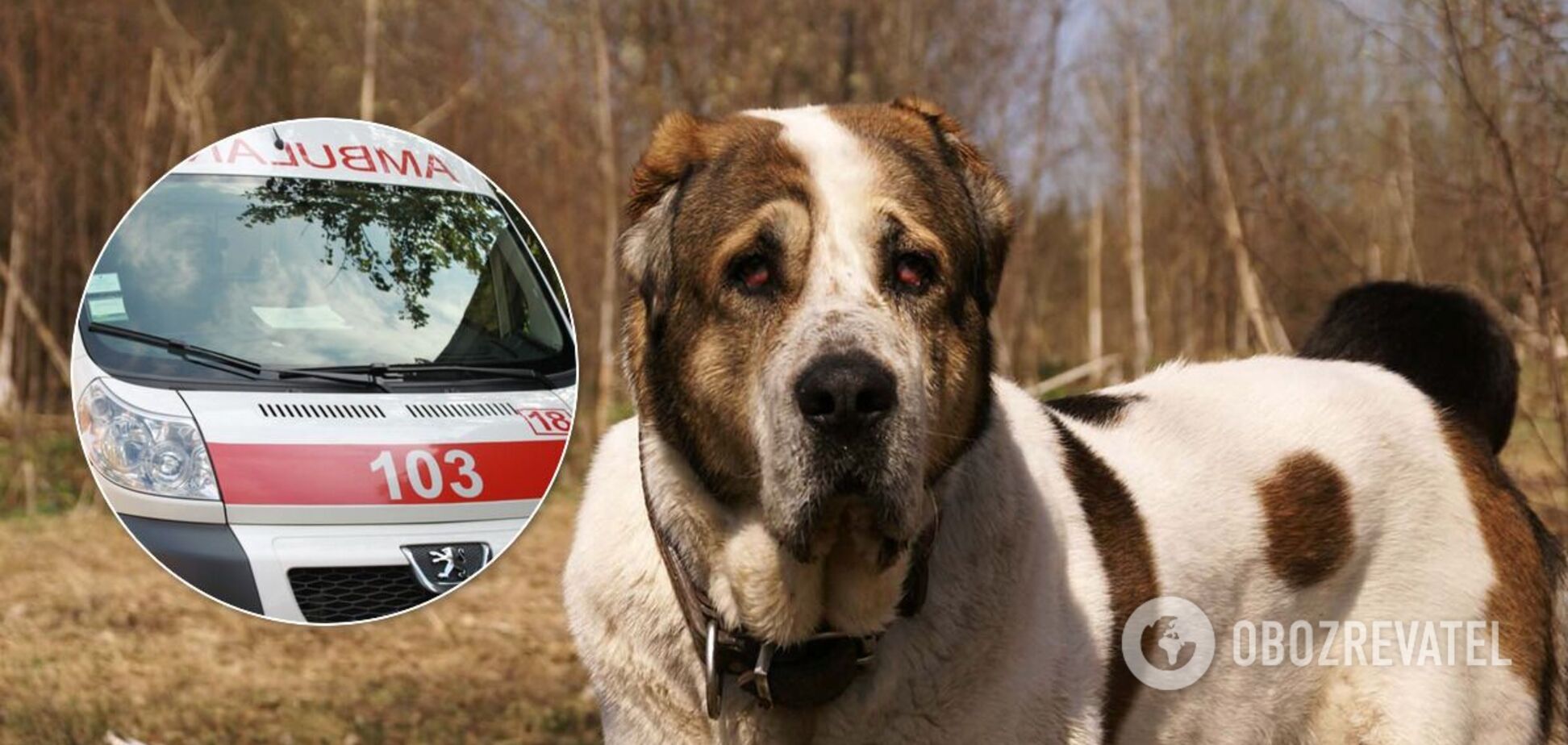 Під Херсоном собака пошматував господиню: зняв частину скальпу і прокусив око