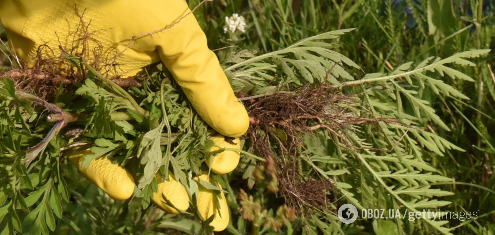 Амброзия выйдет на пик цветения в Украине через 10 дней: как бороться с аллергеном