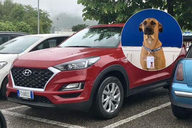 Безхатній собака отримав роботу в автосалоні Hyundai