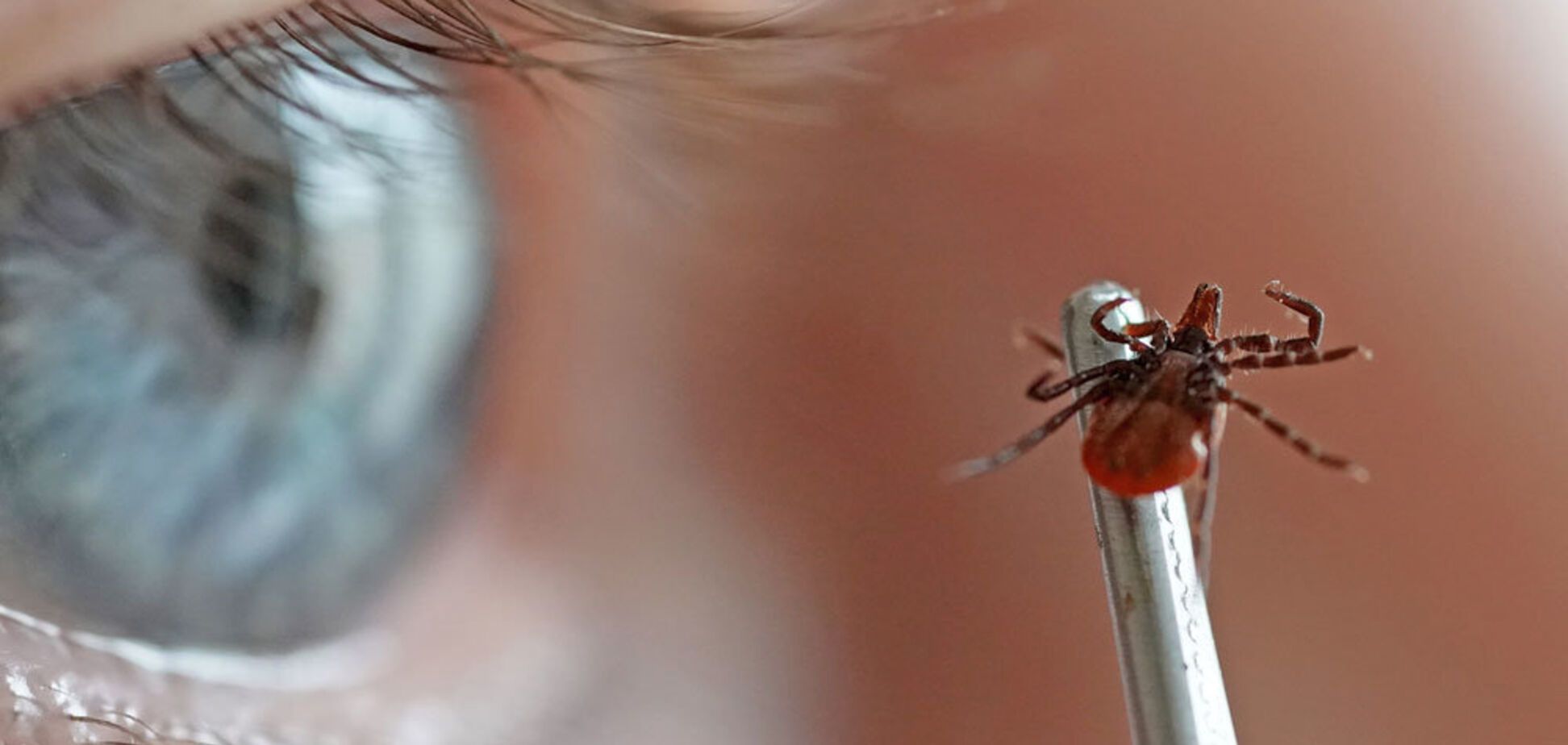 Переносчики вируса SFTS обитают в России