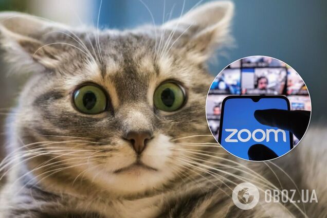 У мережі зібрали усі фейли Zoom-зустрічей в одному відео з котами