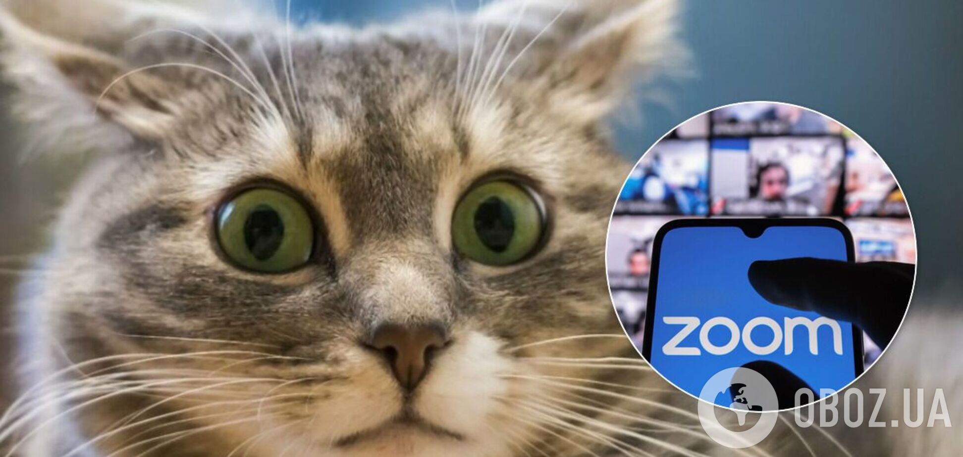 В сети собрали все фейлы Zoom-встреч в одном видео с котами