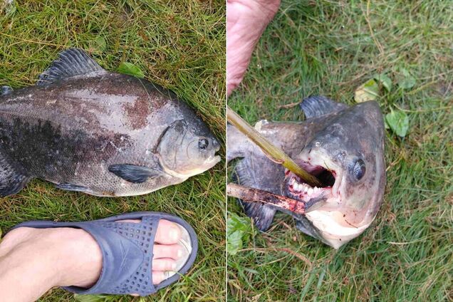 Рыбак поймал в Киеве рыбу, похожую на пиранью