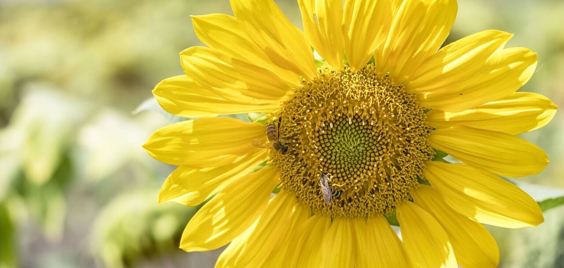 На День независимости будет тепло и почти без осадков