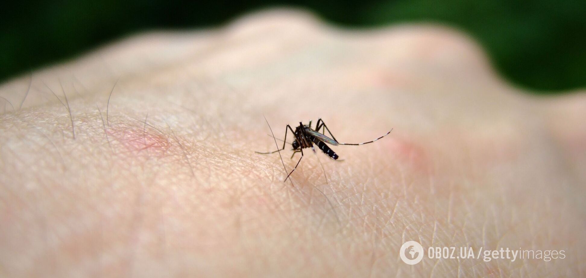 В Европе вспыхнула опасная лихорадка