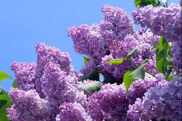 У Запорізькій області до Дня Незалежності раптово розцвів бузок. Фото