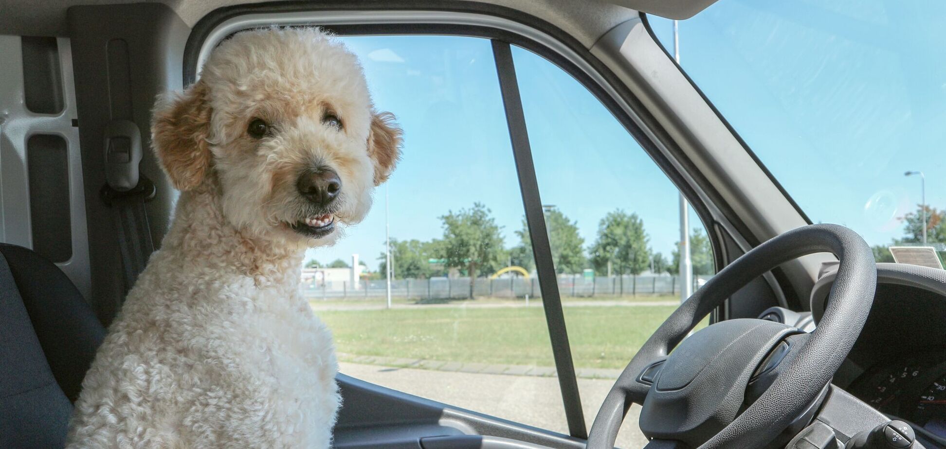 День собак отмечается с 2004 года