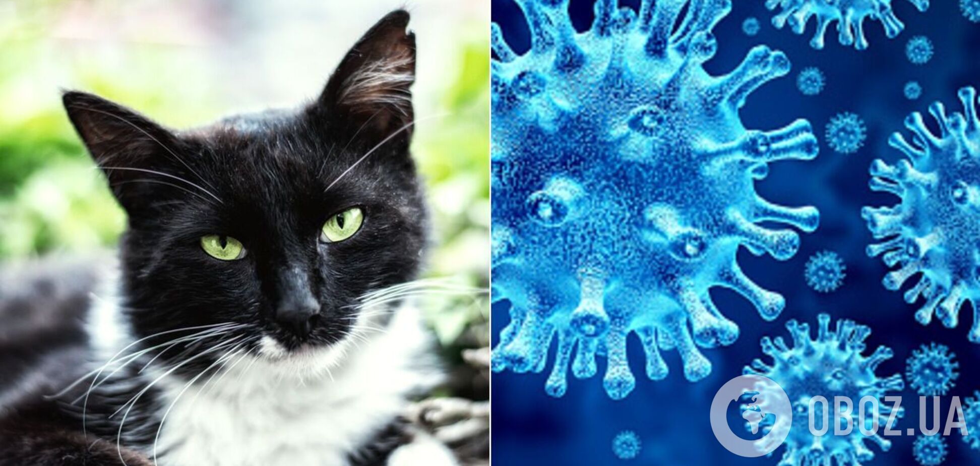 Ліки для кішок можуть бути ефективними від коронавірусу