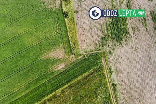 Соціальний урожай: чому агробізнес повинен допомагати суспільству