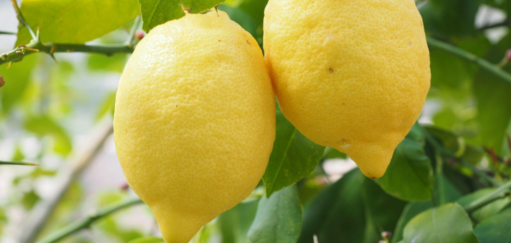 Лимон допомагає засвоєнню організмом заліза