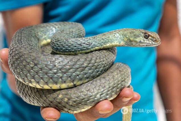 У Дагестані змія заповзла у шлунок жінці