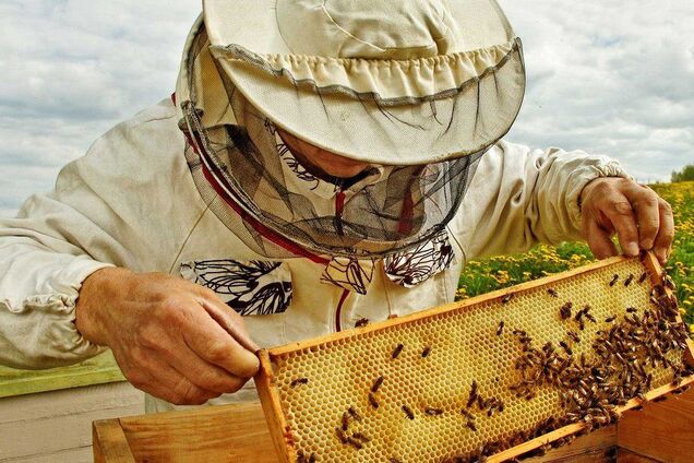 День пасечника в Украине отмечается ежегодно 19 августа