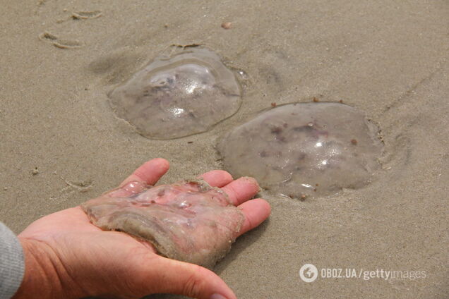 Пляжи в Кирилловке заполнили медузы: жалят прямо в лицо. Видео