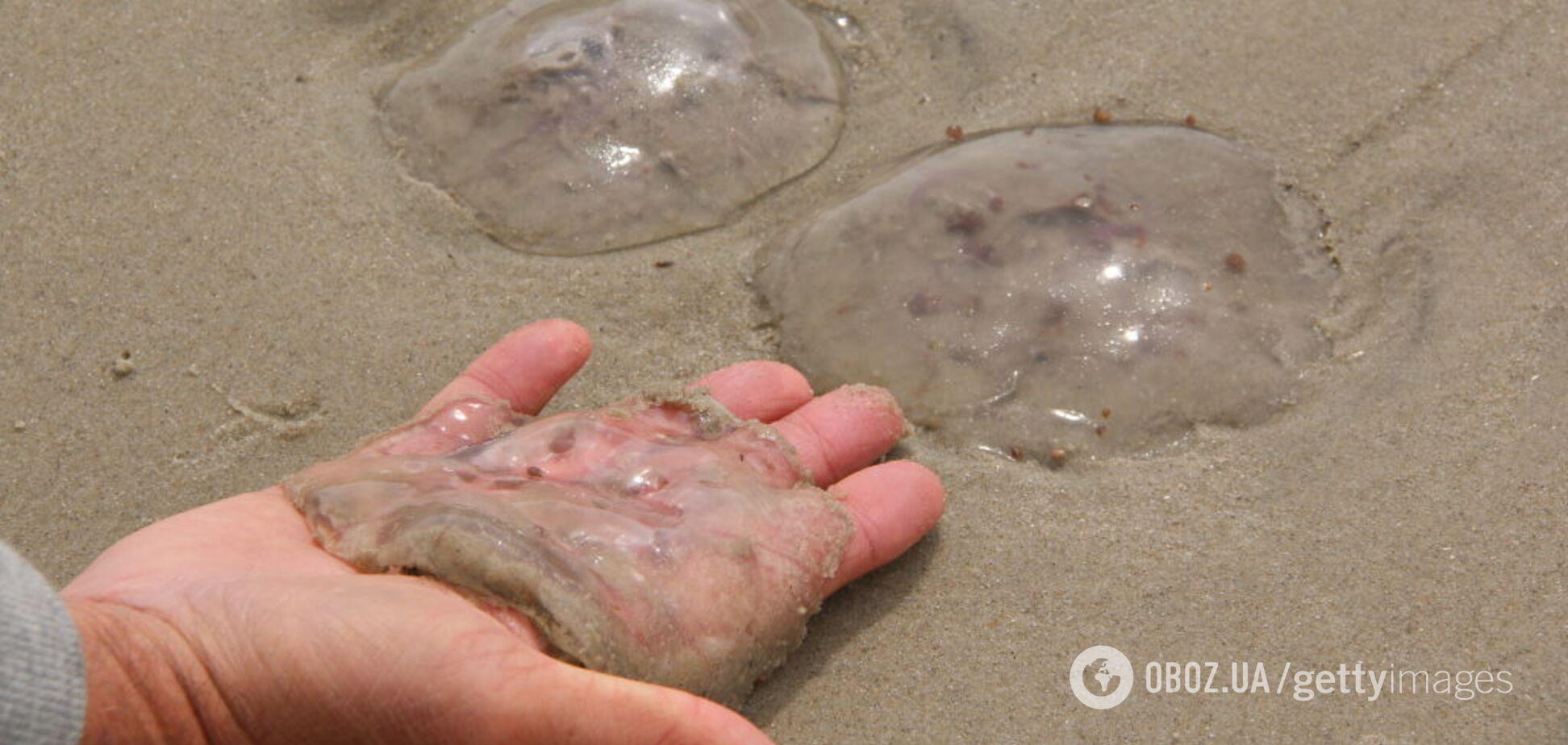 Пляжи в Кирилловке заполнили медузы: жалят прямо в лицо. Видео