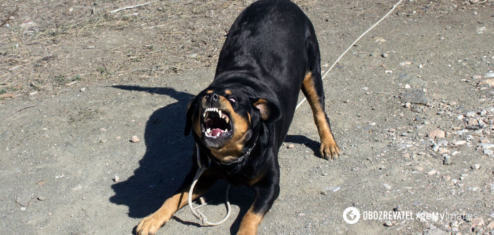 На Буковине две бойцовские собаки напали на парня с инвалидностью