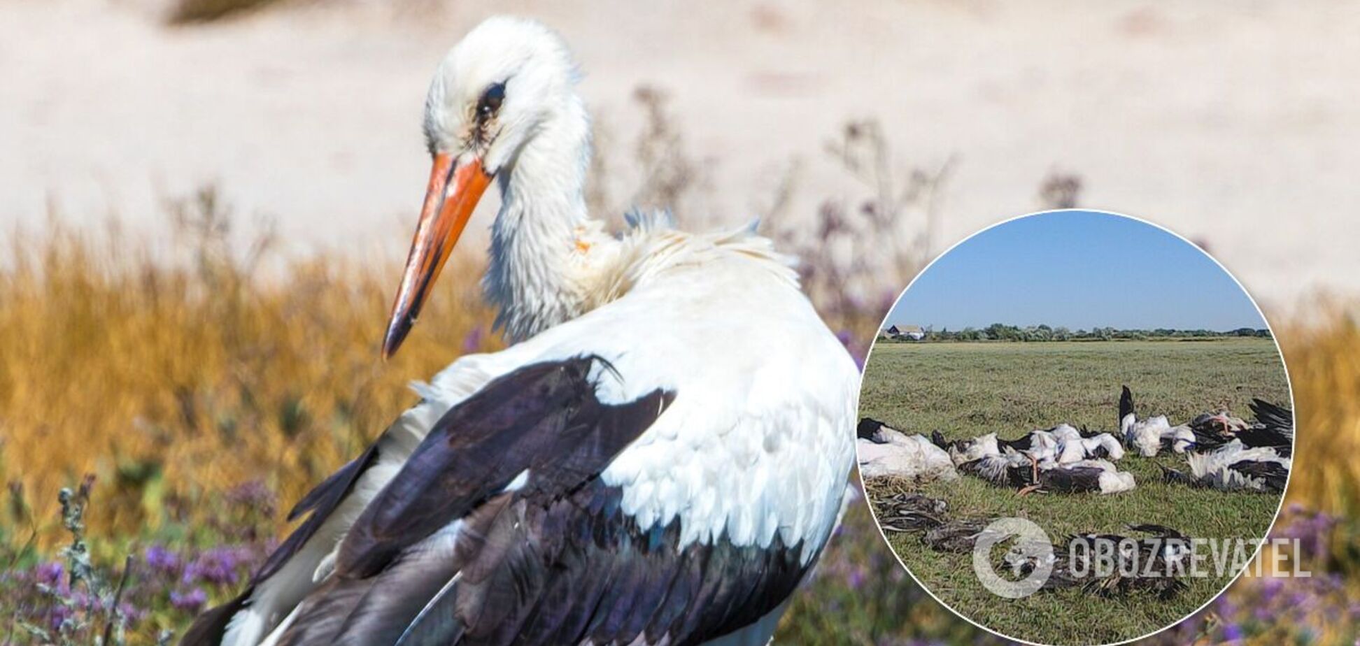 В Одесской области град убил 10 аистов, одна птица ослепла. Фото