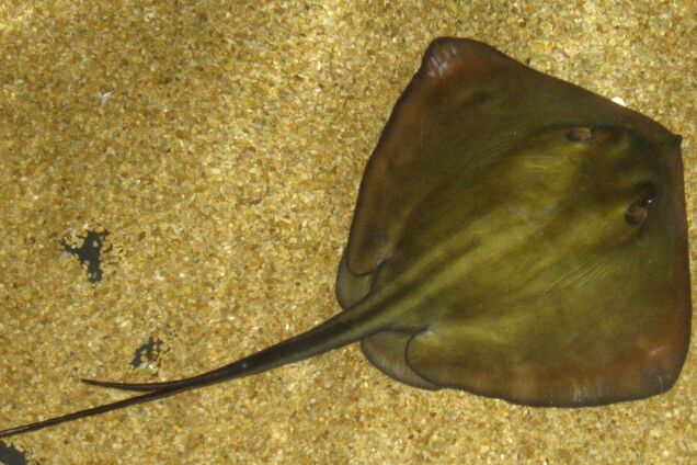В Одесі виявили ската-хвостокола
