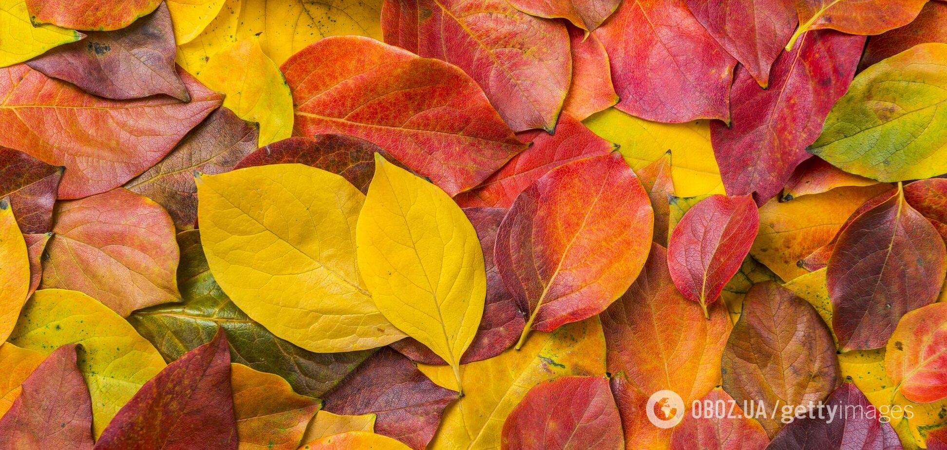 Начало осени в Украине пообещали теплым